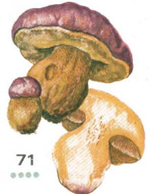 Царский гриб (королевский, роскошный, пышный)