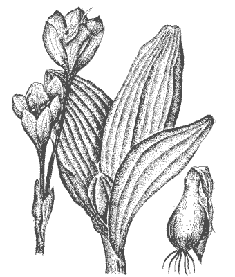 Безвременник великолепный  Colchicum   speciosum  Stev.