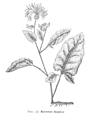 Василек  Барбея  Centaurea barbeyi   (Albov) Sosn.